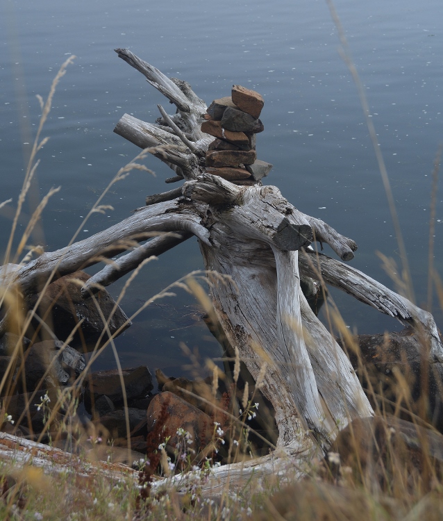 driftwood
